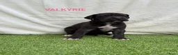 Great Dane dogs for sale: Chunky Great Dane puppies  - Advert 27