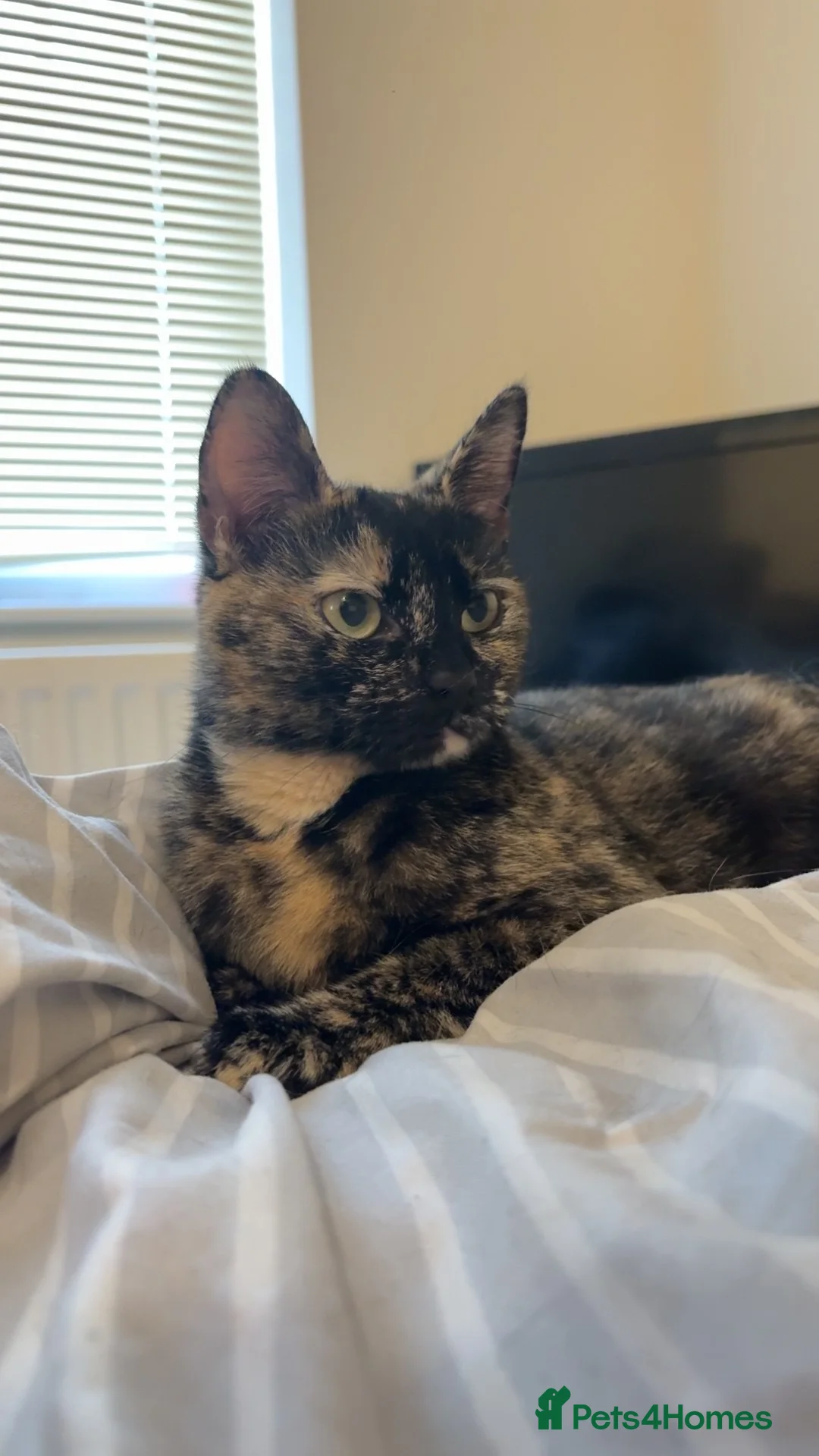 Mixed Breed cats for sale: Narla - Advert 5