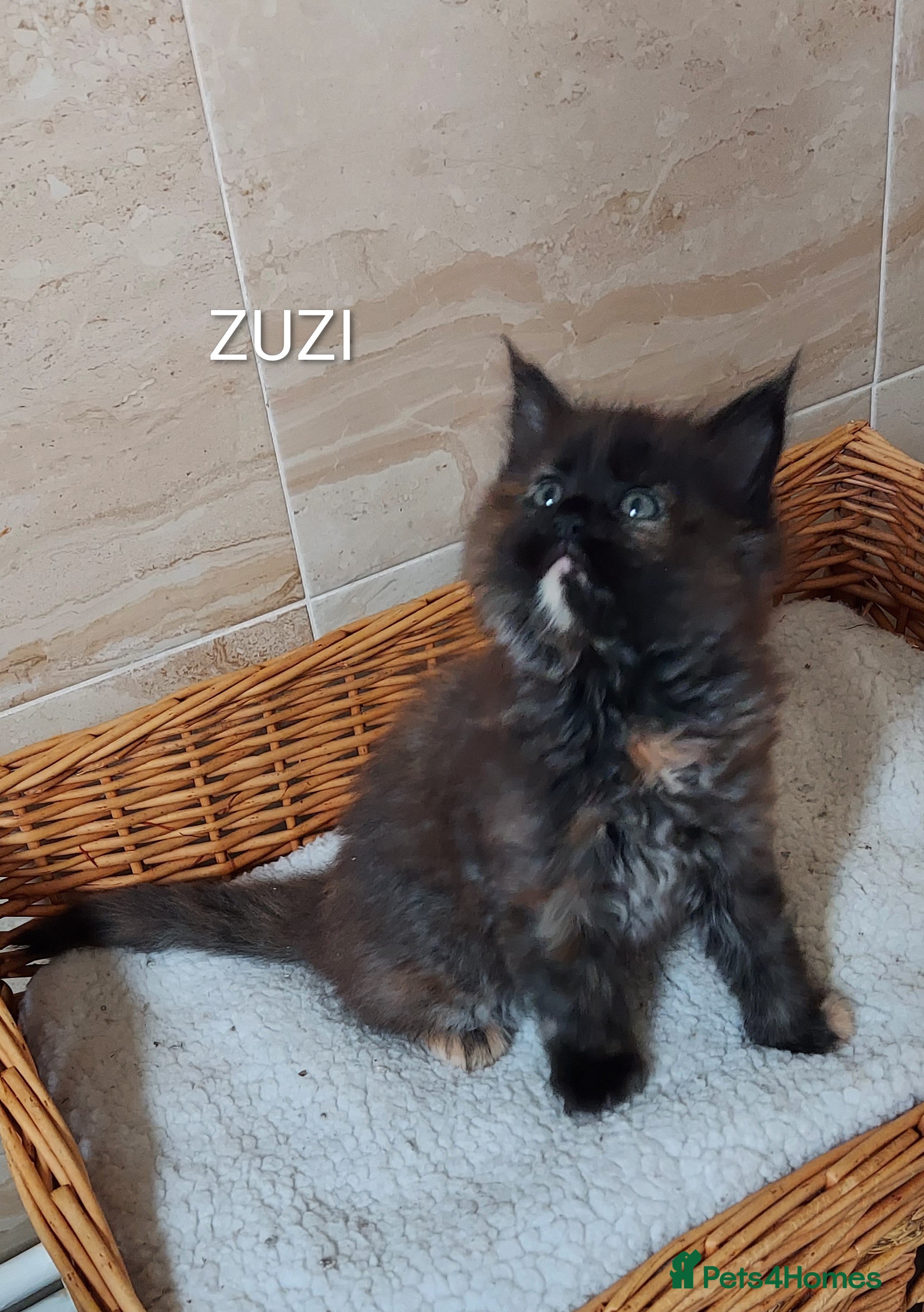 Maine Coon cats LAST GIRL AVAILABLE!!! /GCCF/DNA  - Advert 2