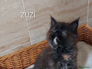 Maine Coon cats MAINE COON KITTENS/GCCF/DNA - Advert 5