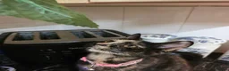 Mixed Breed cats for sale: Tortoiseshell Female Kitten For Rehome  - Advert 7