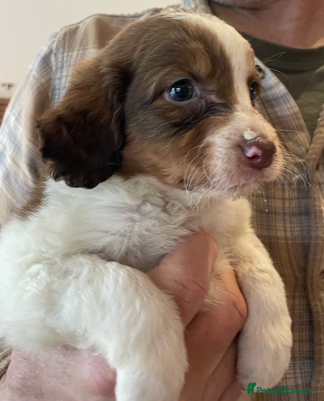 Mixed Breed dogs for sale: Beautiful pups! - Advert 5