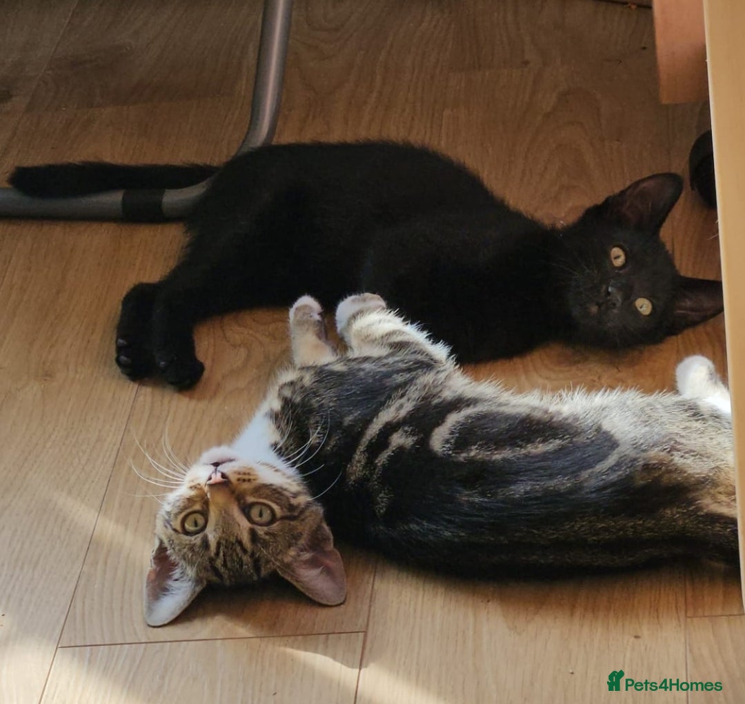 Mixed Breed cats for sale: Boy and girl beautiful cats  - Image 1