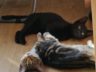 Mixed Breed cats Boy and girl beautiful cats - Advert 20