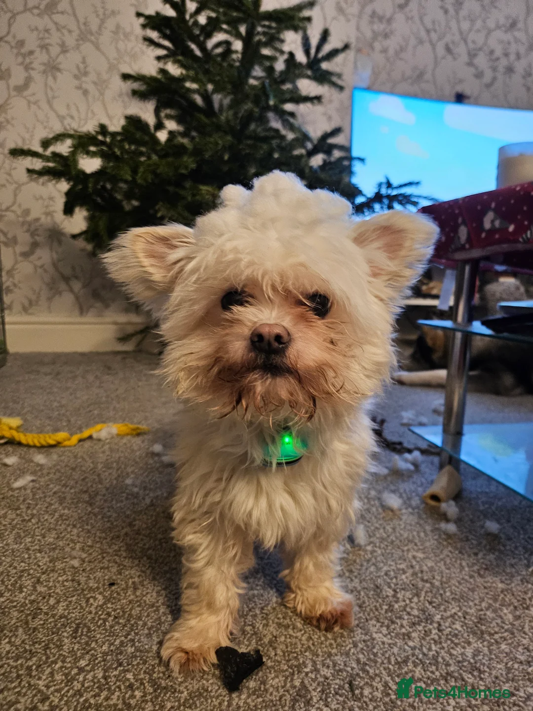 Mixed Breed dogs for sale: Chihuahua cross terrier  in Morecambe - Advert 2