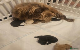 Cockapoo dogs for sale: Beautiful Cockapoo Puppy's  - Image 9