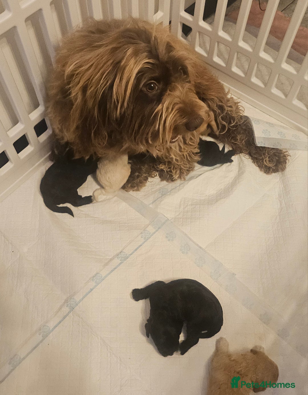 Cockapoo dogs for sale: Beautiful Cockapoo Puppy's  - Image 9