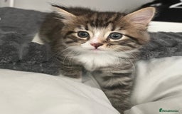 Mixed Breed cats for sale: 3 Healthy, Playful Kittens  - Image 24