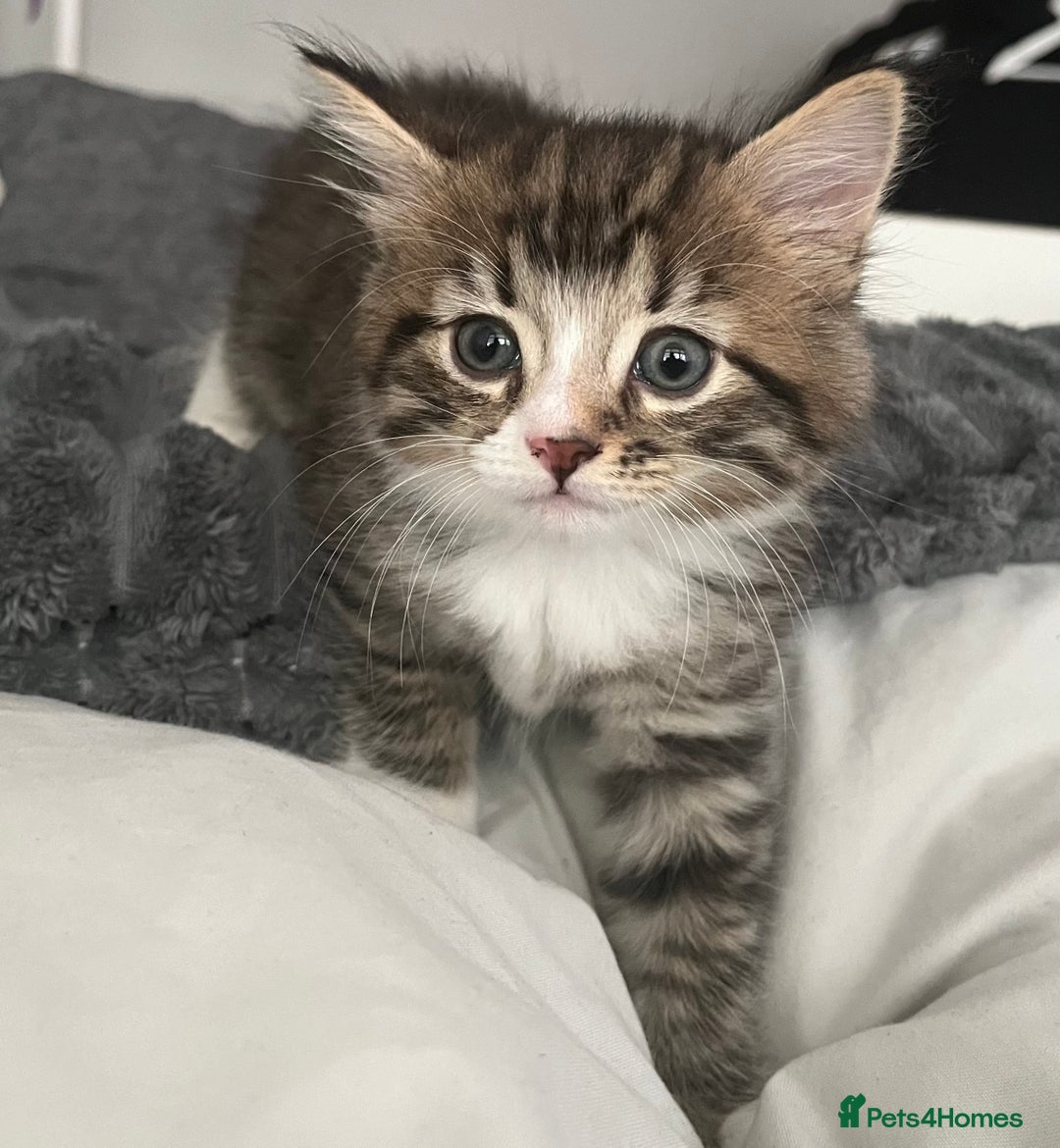 Mixed Breed cats for sale: 3 Healthy, Playful Kittens  - Image 24