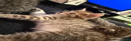 Bengal cats for sale: Bengal x tabby kittens  - Advert 17