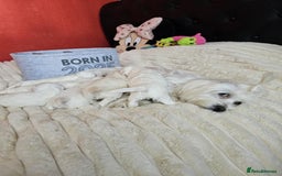 Bichon Frise dogs for sale: 6 bichon maltes - Image 5