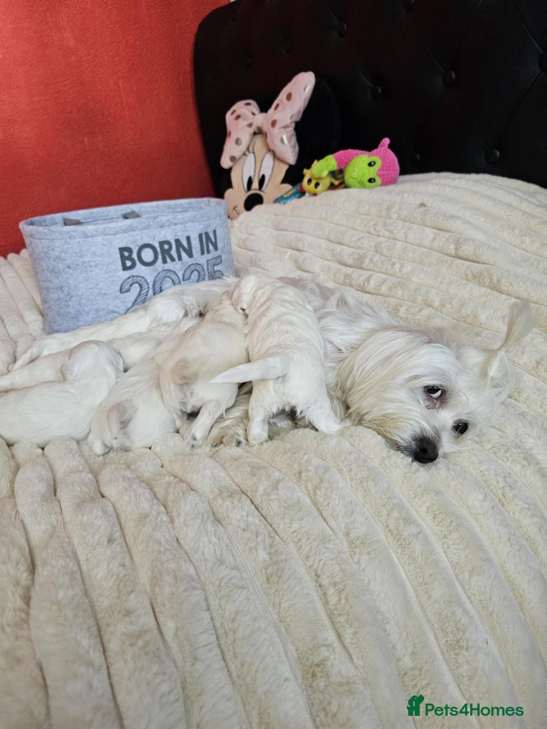 Bichon Frise dogs for sale: 6 bichon maltes - Image 5