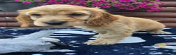Cocker Spaniel dogs for sale: Show type Cocker spaniels  - Advert 4