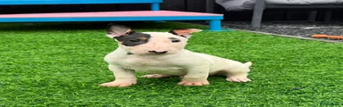 English Bull Terrier male 1
