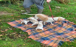 Beagle dogs for sale: Pure bred beagle puppies  - Image 6