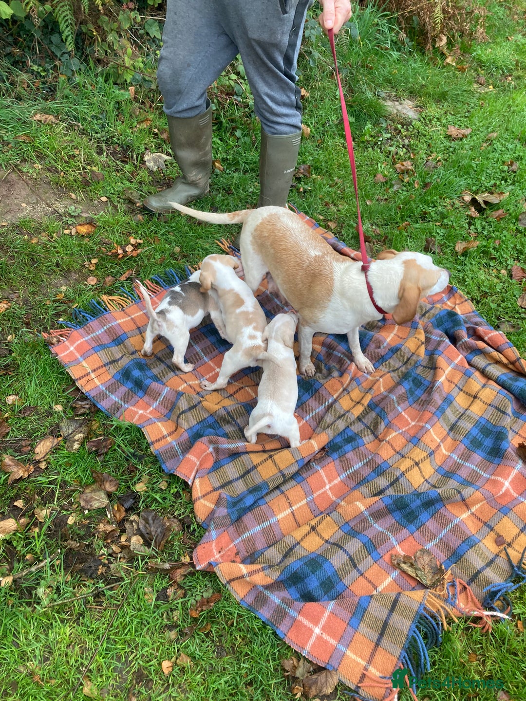 Beagle dogs for sale: Pure bred beagle puppies  - Image 6