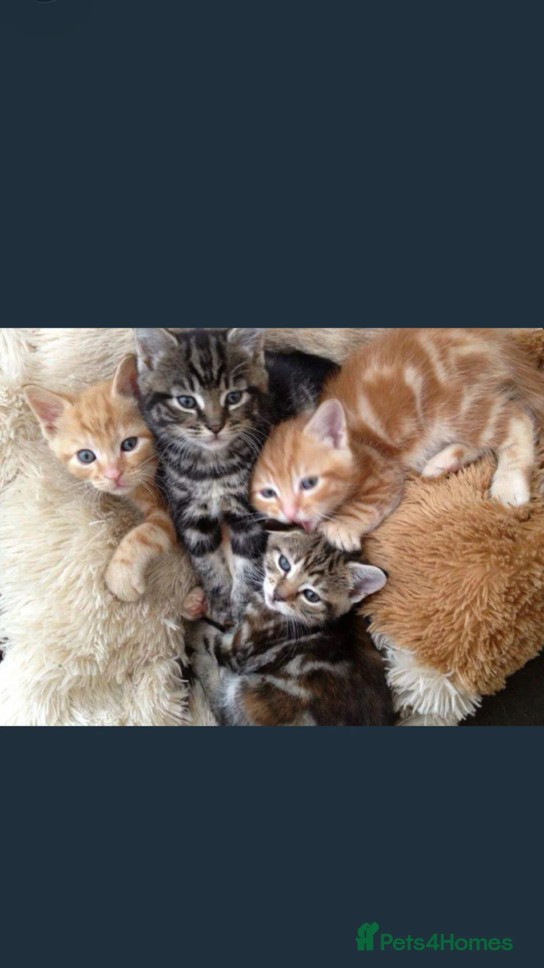 Bengal cats for sale: Beautiful Fluffy Bengal mix female for sale🎀🌸 - Advert 10