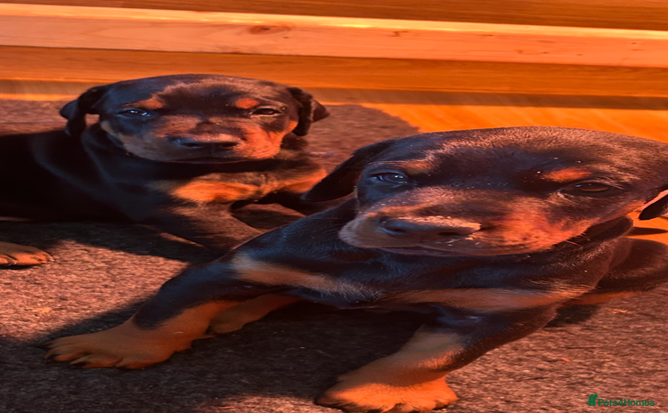 Dobermann dogs - Advert 11