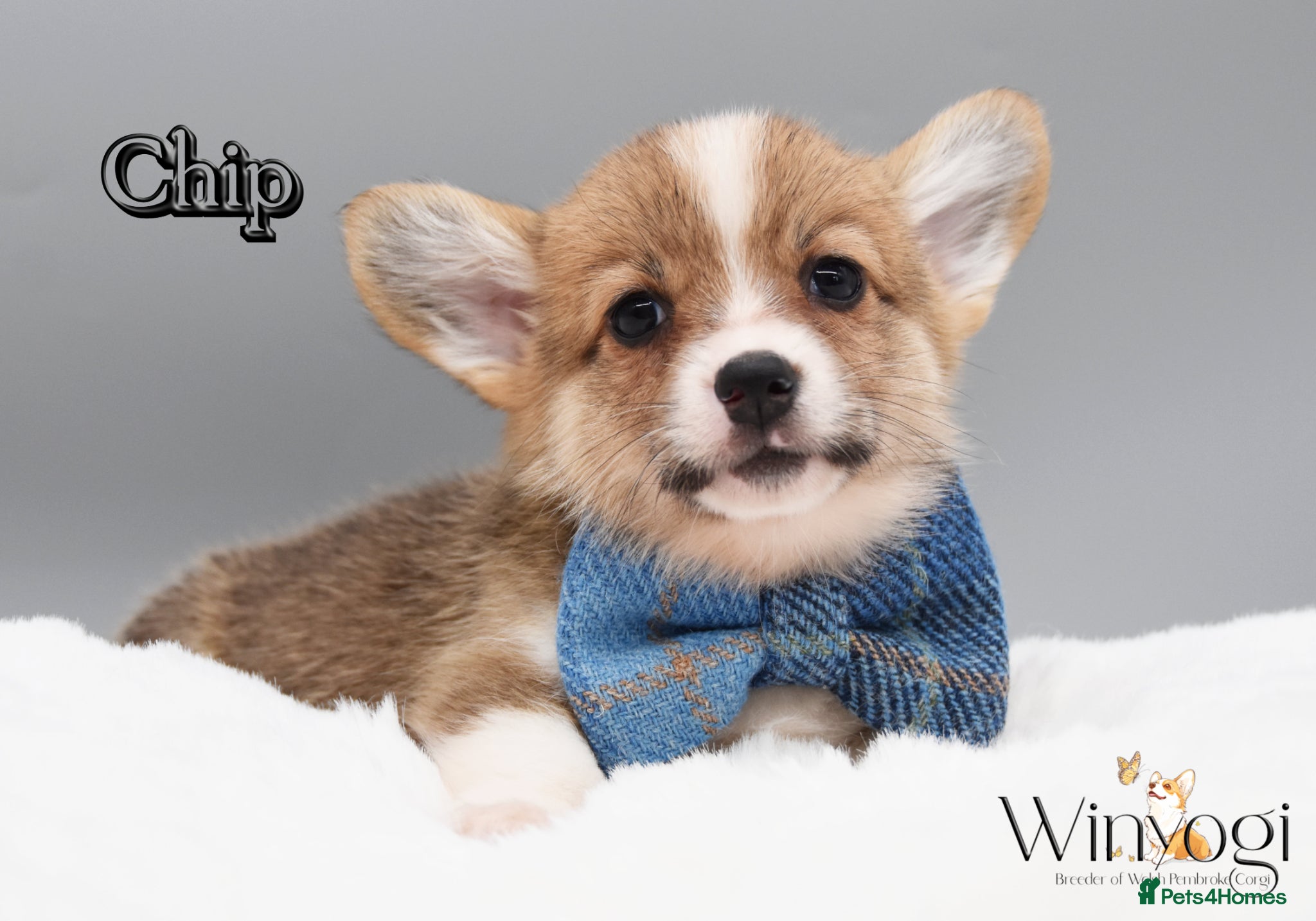 Welsh Corgi Pembroke dogs Absolutely Stunning KC WPC Puppies  - Advert 1