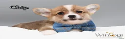 Welsh Corgi Pembroke dogs for sale: Absolutely Stunning KC WPC Puppies  - Advert 1