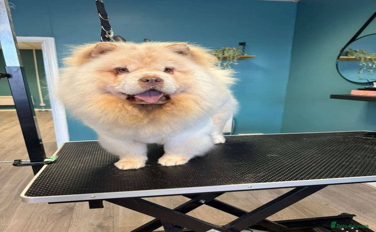 Chow Chow dogs - Advert 1