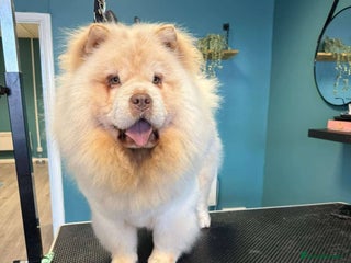 Chow Chow dogs - Advert 15