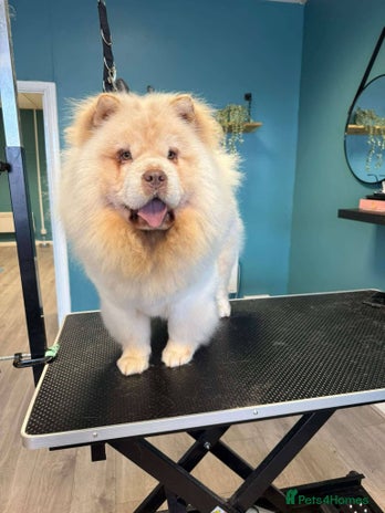 Chow Chow dogs - Advert 3