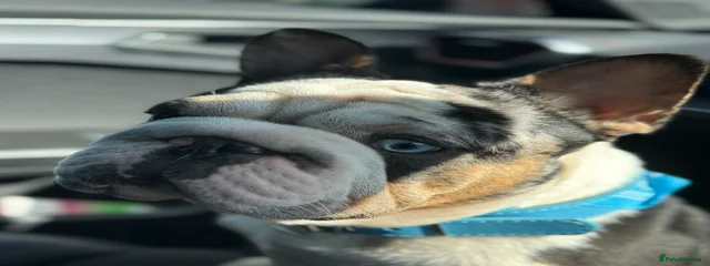 Bandit