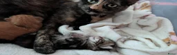 Mixed Breed cats for sale: One kittens available to go on the 26th of October - Advert 7