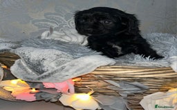 Mixed Breed dogs for sale: Beautiful F1B cockalier puppies  - Image 4