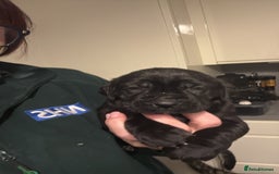 Cane Corso dogs for sale:  Stunning pure cane corso puppies - Image 7