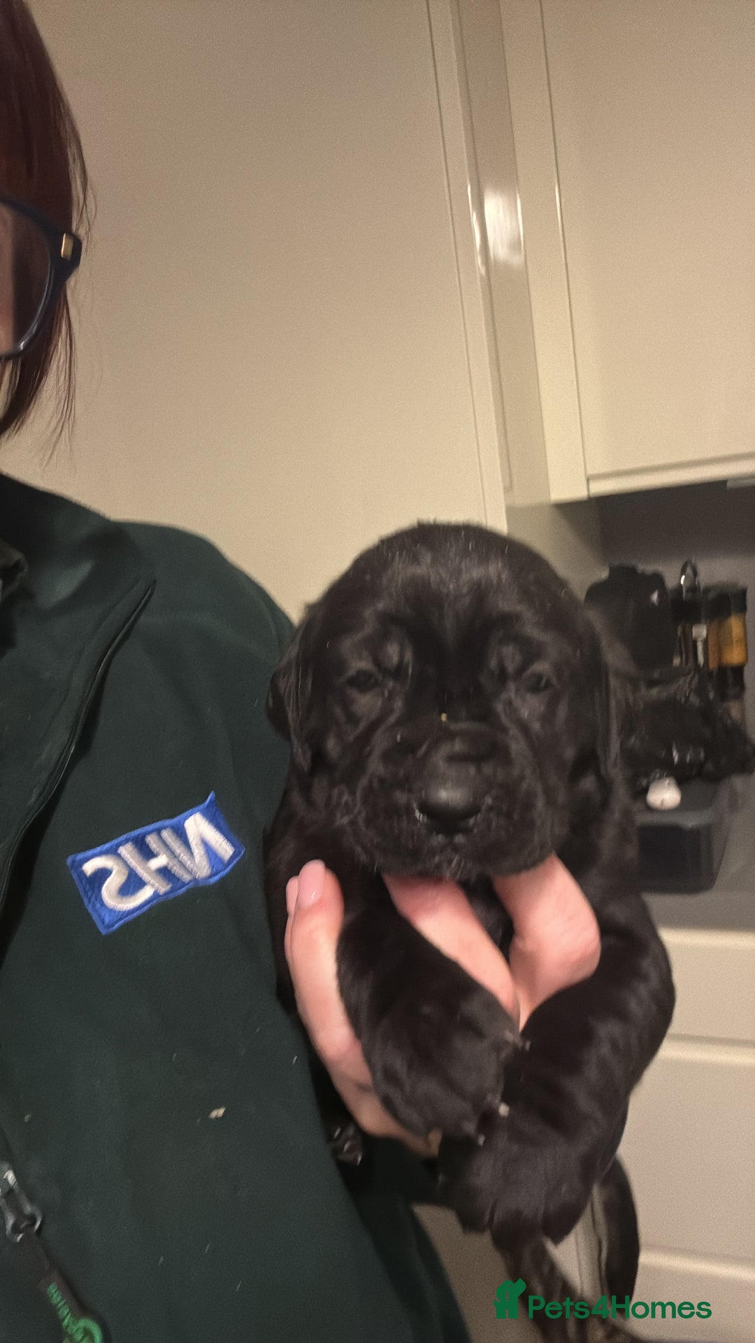 Cane Corso dogs for sale:  Stunning pure cane corso puppies - Image 7