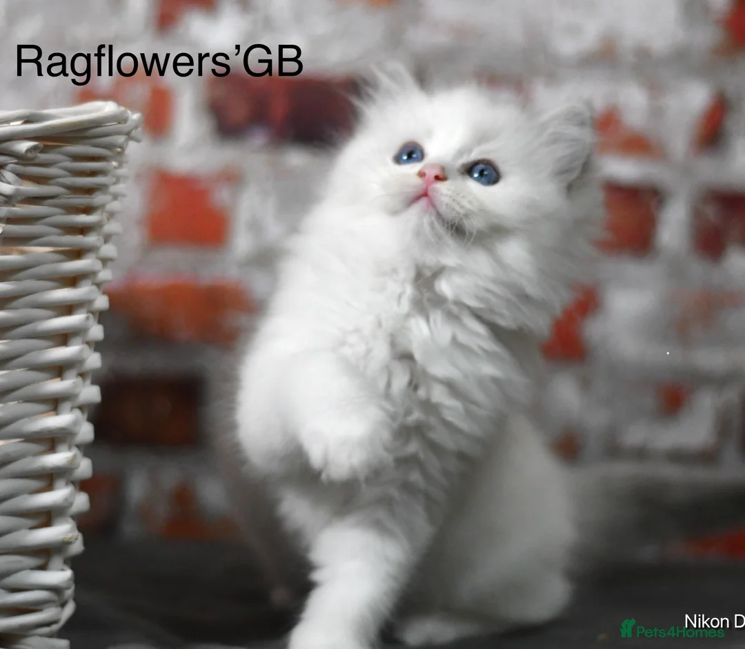 Ragdoll cats for sale: Ragdoll kittens ready to reserved  in Luton - Advert 6