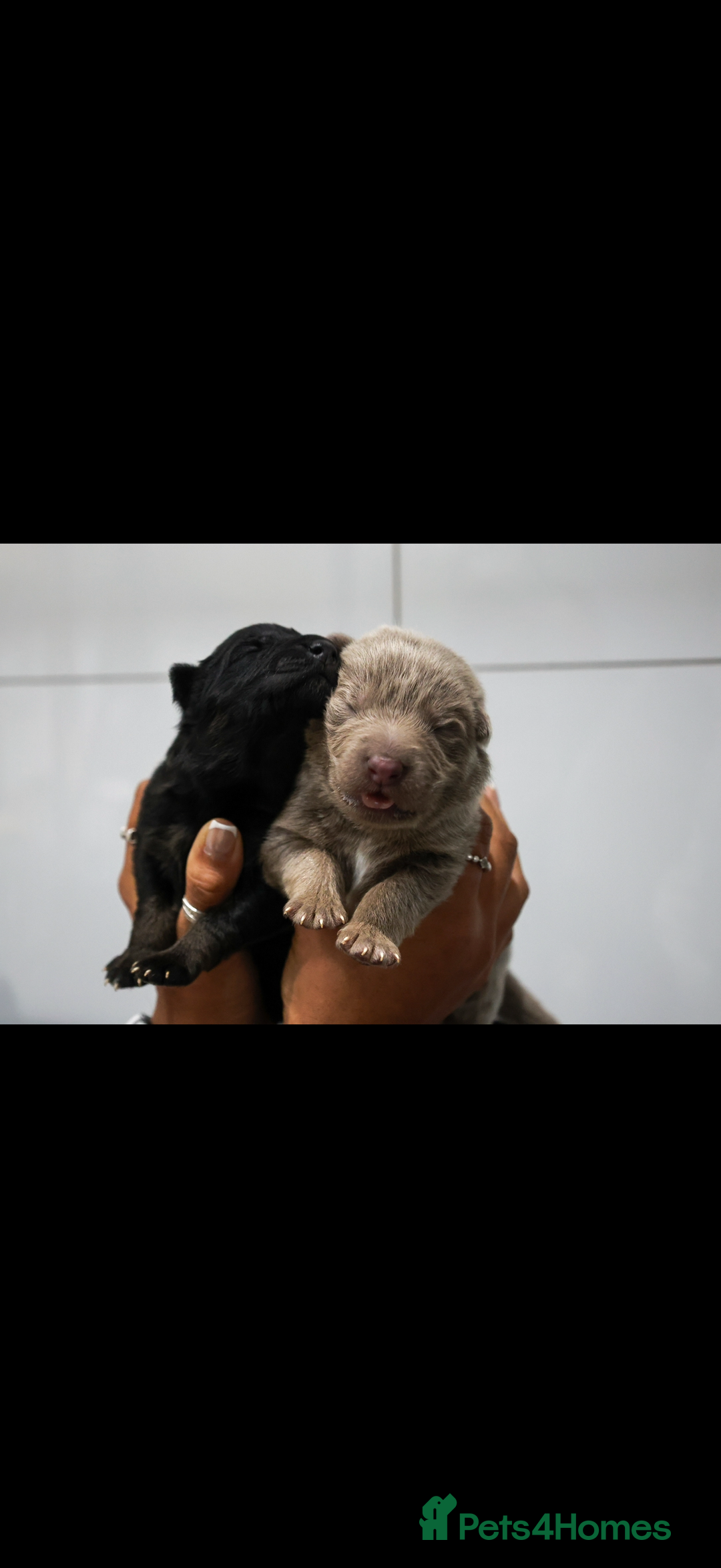 German Shepherd dogs for sale: ❤️KC pups ✨ health tested parents  - Advert 20