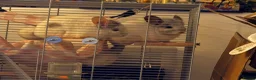 Chinchilla rodents for sale: 2 baby mosaic chinchillas (female) in Houghton le Spring - Advert 3