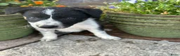 Border Collie dogs for sale: Beautiful Litter of ISDS registered pups - Advert 6