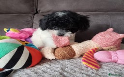 Cockapoo dogs for sale: Fully Vaccinated Best Friend Sofa Companions 🥰   - Image 10
