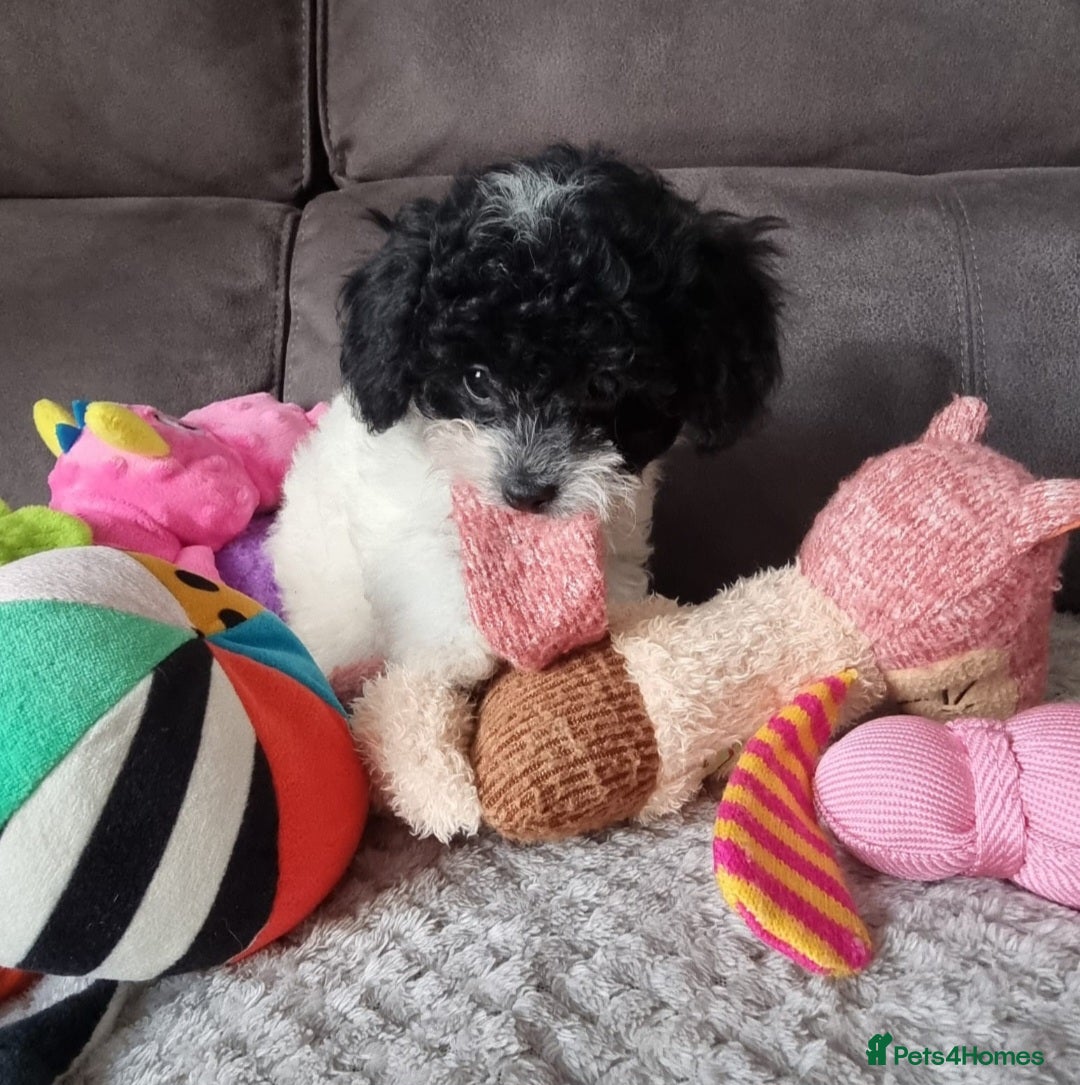 Cockapoo dogs for sale: Fully Vaccinated Best Friend Sofa Companions 🥰   - Image 10