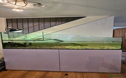 Turtle reptiles for sale: Mississippi map turtle breeding Pair and set up - Image 3