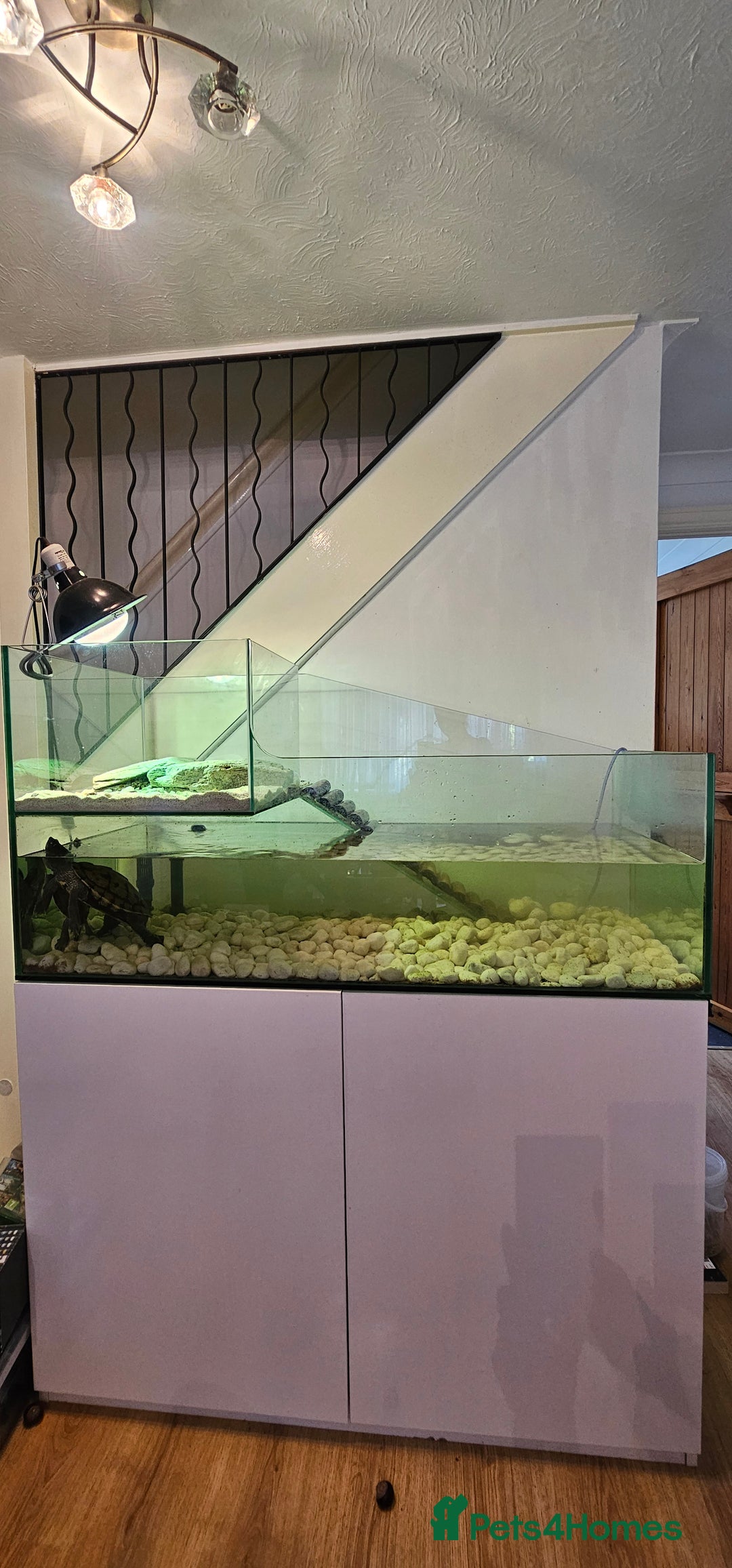 Turtle reptiles for sale: Mississippi map turtle breeding Pair and set up - Image 3
