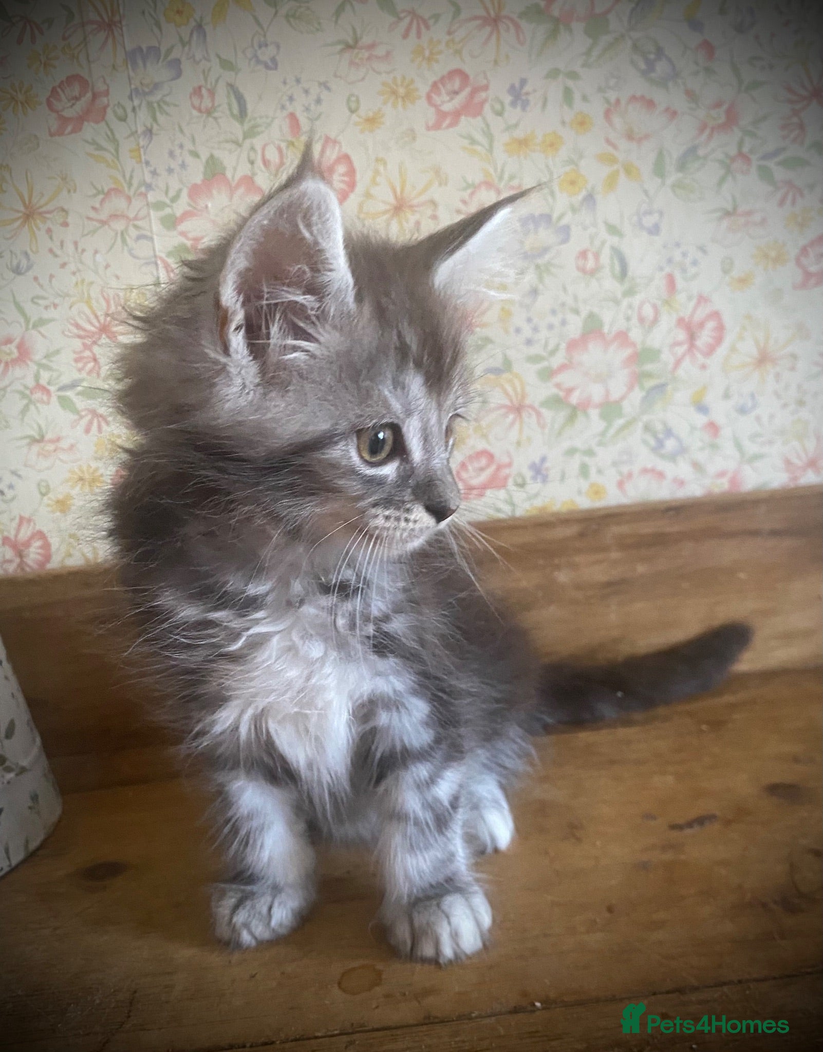 Maine Coon cats Full Maine Coon Russian Maine coon Kittens Males  - Advert 1