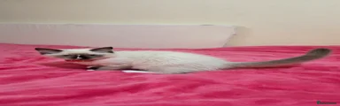 Ragdoll 4