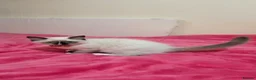 Ragdoll cats for sale: Ragdoll kittens 🐾😻 - Advert 5