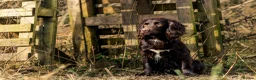 Sprocker dogs for sale: Two Sprocker Spaniel Dog Puppies For Sale in Newmarket - Advert 11
