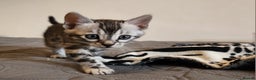 Bengal cats for sale: Beautiful Silver Bengal kittens - Advert 6