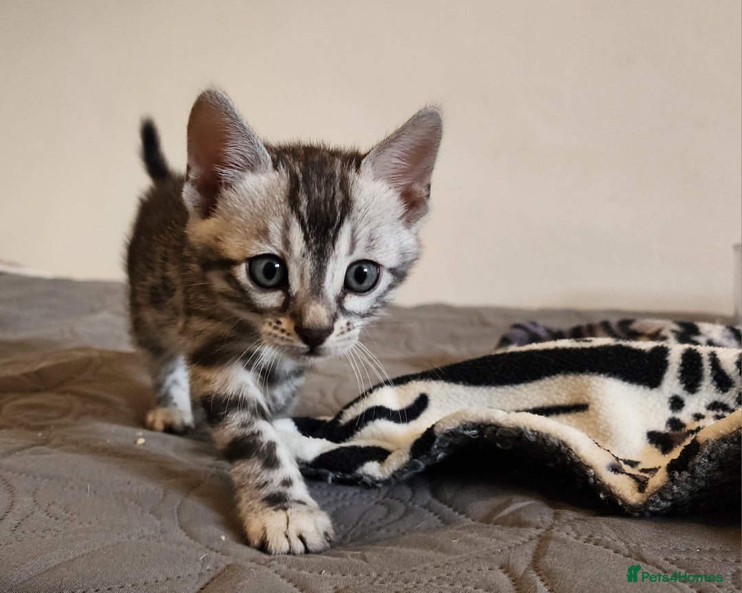 Bengal cats for sale: Beautiful Silver Bengal kittens - Advert 6