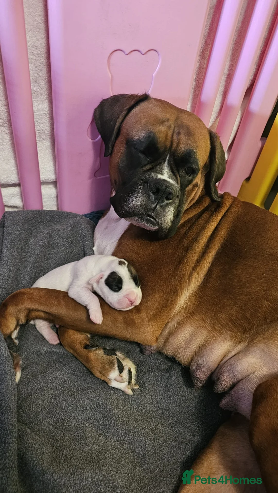 Boxer dogs for sale: Stunning White boy. - Advert 11