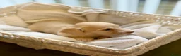 Miniature Dachshund dogs for sale: Cream Long-Haired Miniature Dachshund Puppies! - Advert 6