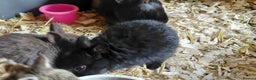 Netherland Dwarf rabbits for sale: Netherland dwarf BLACK & A CHOC BUCK  TO RESERVE  - Advert 17