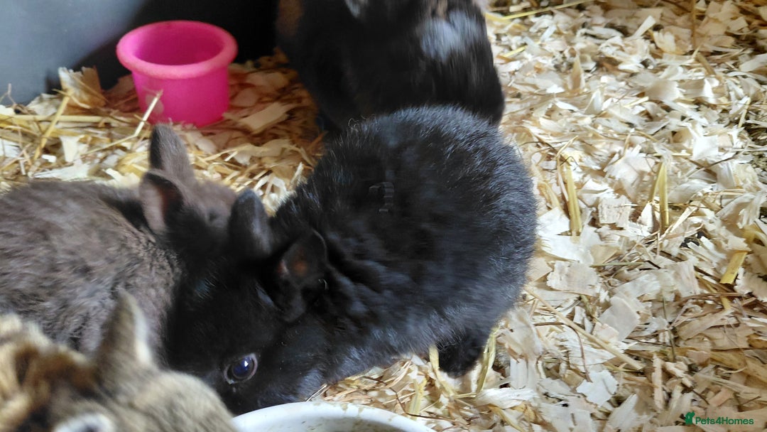 Netherland Dwarf rabbits for sale: Netherland dwarf BLACK & A CHOC BUCK  TO RESERVE  - Advert 17